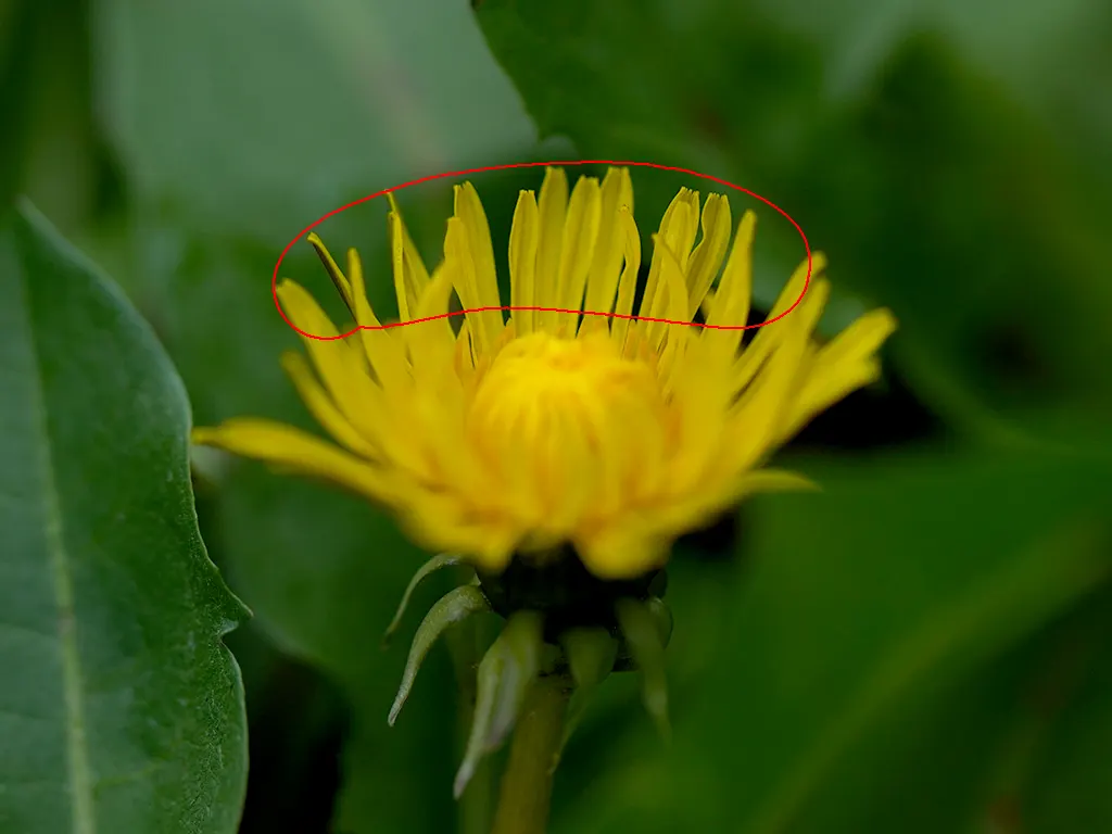 focus_0004