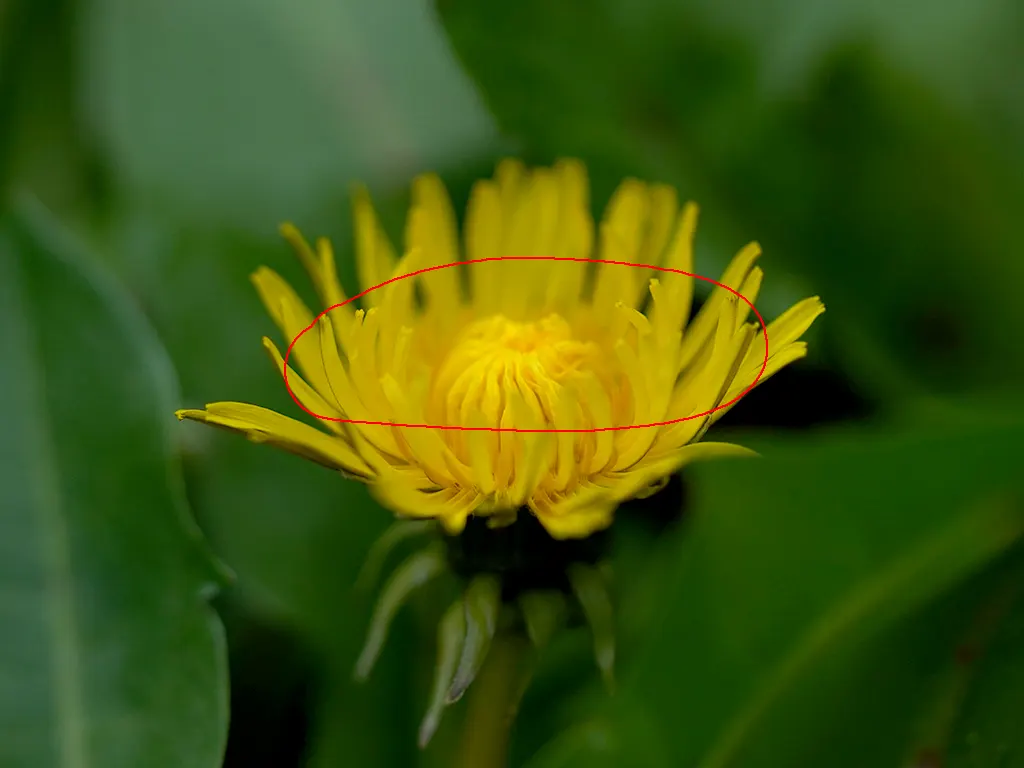 focus_0005