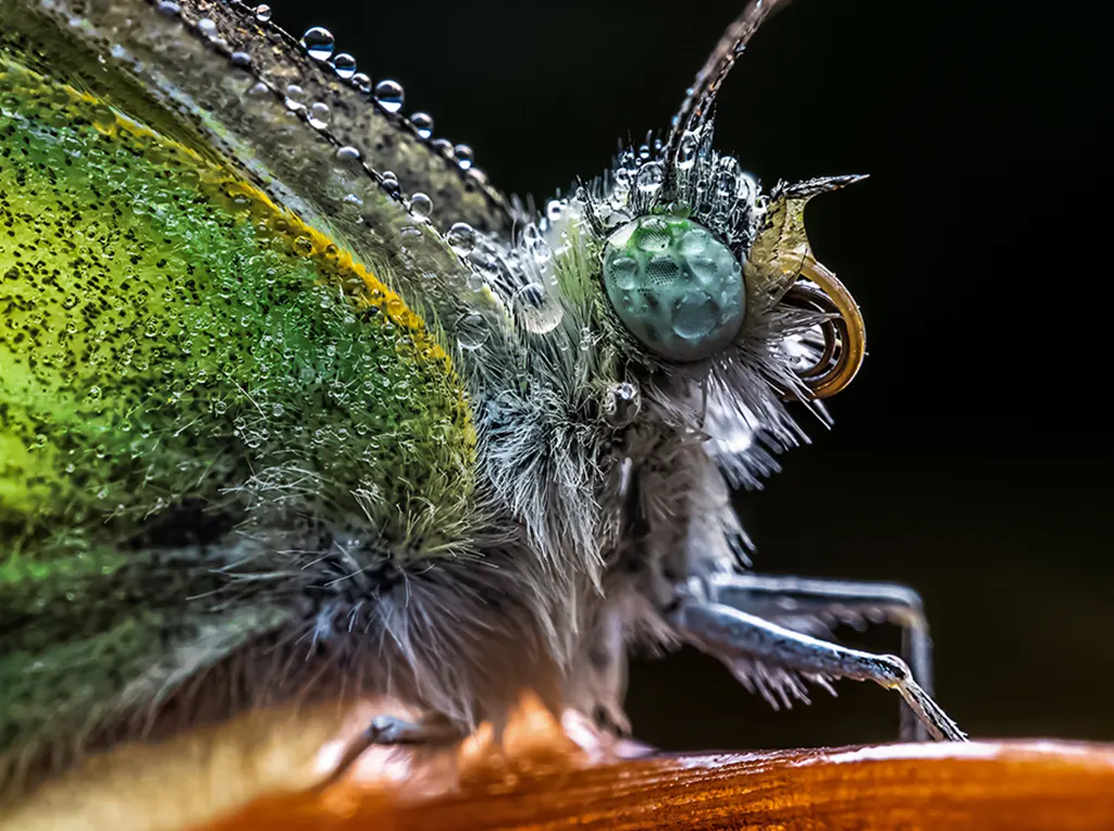 laowa-65mm-2x-macro-002